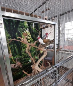 Edelstahl Vogel Voliere mit Öffnungsklappe